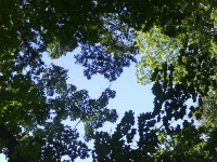 Der ewige Wald Der ewige Wald