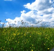 Wie klimaverträglich ist die Landwirtschaft? (© Rainer Sturm - Pixelio) Wie klimaverträglich ist die Landwirtschaft? (© Rainer Sturm - Pixelio)
