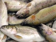 Fischerei an der Grenze zum Kollaps (© Rainer Sturm / pixelio.de)
